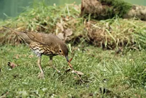 Catching Prints: Song Thrush JD 16558 Pulling up worm Turdus philomelos © John Daniels / ardea. com