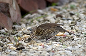 Images Dated 16th November 2004: Song Thrush Juvenile Eating snail after smashing shell