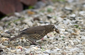 Images Dated 16th November 2004: Song Thrush Juvenile Eating snail after smashing shell