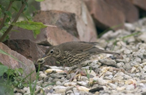 Images Dated 16th November 2004: Song Thrush Juvenile Eating snail after smashing shell