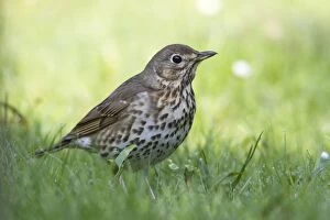Song Thrush - on lawn