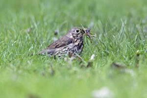 Song Thrush - on lawn collecting nest material