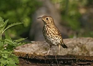 Images Dated 26th October 2005: Song thrush – on log Bedfordshire UK