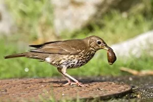 Images Dated 6th May 2010: Song Thrush - on a manhole cover - with snail in beak
