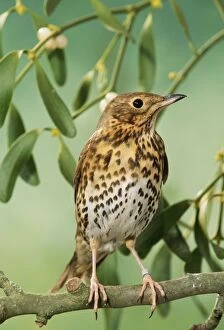 Tagged Gallery: Song THRUSH - in mistletoe
