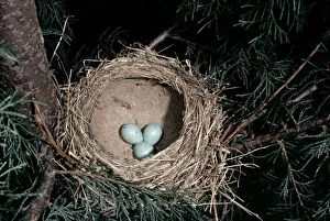 Images Dated 4th July 2005: Song Thrush - nest