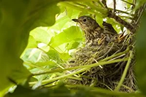 Song Thrush on nest with young in ivy plant