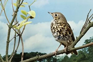 SONG THRUSH - perched on branch