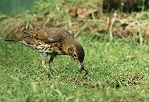 Earthworms Collection: Song Thrush Pulling up worm