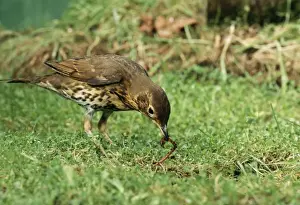 Pulling Prints: Song Thrush Pulling up worm