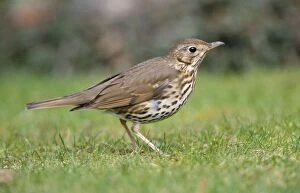 Song THRUSH - Searching for food on lawn