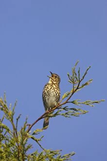 Images Dated 13th May 2006: Song Thrush - Singing from perch in Leylandii Essex, UK BI009868