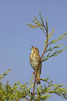 Images Dated 13th May 2006: Song Thrush - Singing from perch in Leylandii Essex, UK BI009882