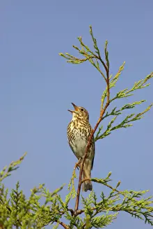 Singing Prints: Song Thrush - Singing from perch in Leylandii Essex, UK BI009882