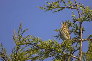 Song Thrush - Singing from perch in Leylandii Essex, UK BI009872