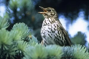 Images Dated 1st July 2005: Song Thrush - singing in spring time