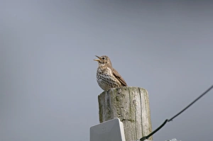 Images Dated 21st June 2007: Song Thrush - Singing from telegraph pole