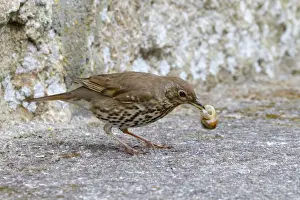 Song Thrush - with snail in beak