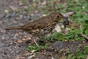 Feed Gallery: Song Thrush - With a snail it had smashed