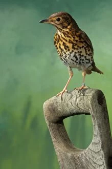Images Dated 28th January 2005: Song Thrush On spade handle