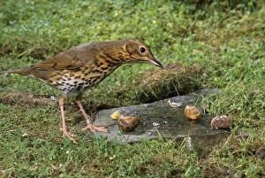 Images Dated 24th October 2007: Song Thrush - standing on anvil