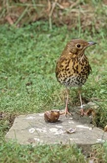 Images Dated 4th August 2005: Song Thrush - standing on anvil with snail
