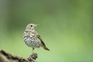 Images Dated 19th May 2010: Song Thrush Turdus philomelos Hungary BI19737
