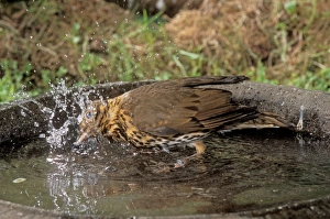 Images Dated 28th January 2005: Song Thrush Using bird bath