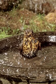 Song THRUSH - using bird bath