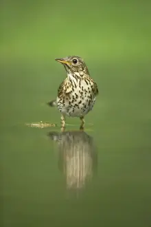 Song Thrush - At woodland pool Turdus philomelos Hungary BI016327