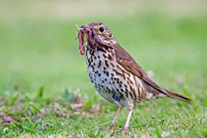 Food In Mouth Gallery: Song Thrush - with worms in mouth