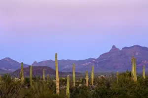 Sonora Desert - sonoran desert plant community including Saguaro Cacti, Ocotillos (Fouquieria splendens) Creosote Bush (Larrea tridentata), Mesquite and others against the Ajo Mountains as backdrop - Organ Pipe National Monument - Arizona - USA