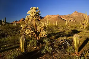 Sonora Desert - sonoran desert plant community including Saguaro Cacti, ocotillos (Fouquieria splendens), creosote bush (Larrea tridentata) and others against the Ajo Mountains as backdrop - with Jumping / Chain Fruit Cholla (Opuntia fulgida)