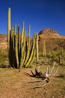 Sonora Desert - sonoran desert plant community in spring with Saguaro Cacti and the Ajo Mountains as backdrop. A Giant Organ Pipe Cactus (Stenocereus thurberi) and a cactus skeleton in the foreground - Organ Pipe National Monument, Arizona, USA