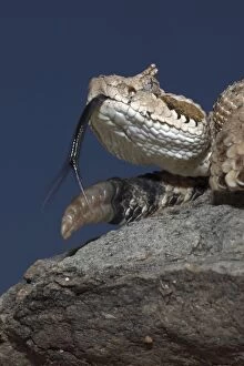 Rattlesnakes Collection: Sonoran Desert Sidewinder / Horned Rattlesnake - Arizona USA