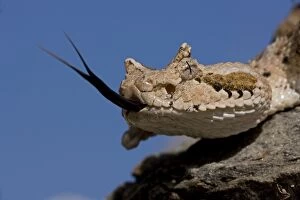 Images Dated 29th July 2009: Sonoran Desert Sidewinder / Horned Rattlesnake - with tongue out - Arizona - USA - Distribution