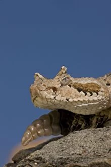 Images Dated 29th July 2009: Sonoran Desert Sidewinder / Horned Rattlesnake - Arizona - USA - Distribution