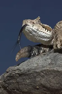 Scenting Prints: Sonoran Desert Sidewinder / Horned Rattlesnake - Arizona USA