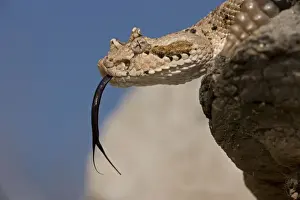 Sonoran Desert Sidewinder / Horned Rattlesnake - with tongue out - Arizona - USA - Distribution: southwestern United States and northwestern Mexico
