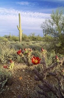 Sonoran Desert - Staghorn Cholla & Saruaro Cactus