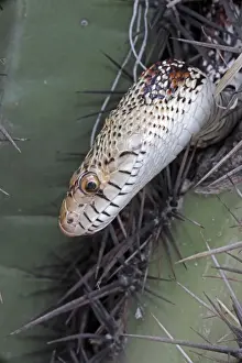 Sonoran Gopher Snake Head - on cactus - Arizona - USA - Distribution: southward from southern Colorado through most of Arizona - New Mexico and western Texas into Mexico