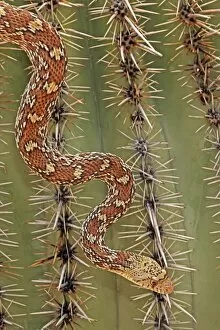 Sonoran Gopher Snake Head - crawling on Saguaro Cactus