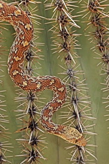 Sonoran Gopher Snake Head - crawling on Saguaro Cactus Sonoran Gopher Snake Head - crawling on Saguaro Cactus