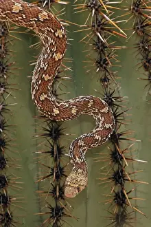 Sonoran Gopher Snake Head - crawling on Saguaro Cactus - Arizona - USA - Distribution: southward from southern Colorado through most of Arizona - New Mexico and western Texas into Mexico