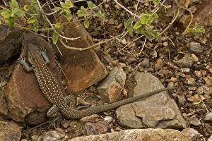 Images Dated 7th July 2006: Sonoran Spotted Whiptail - Arizona - USA - Eat insects-spiders-scorpions-centipedes