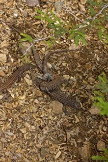 Images Dated 9th July 2008: Sonoran Spotted Whiptail - Two females mating - Arizona - USA