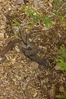 Sonoran Spotted Whiptail - Two females mating - Arizona - USA