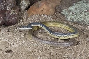 Images Dated 19th March 2010: Sonoran Whipsnake - controlled conditions - range from mostly Mexico but enters the United States