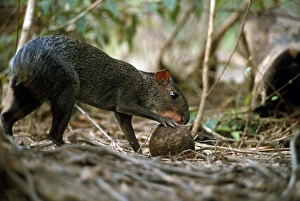Sooty Agouti - opening Brazil Nut - seed dispersal Sooty Agouti - opening Brazil Nut - seed dispersal
