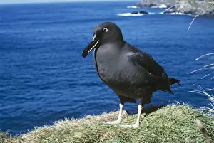 Sooty albatross - on cliff edge